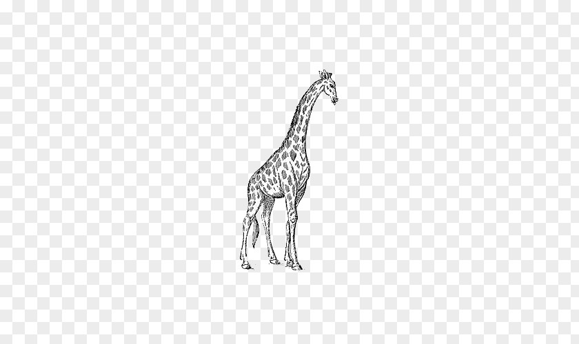 Hand Painted Giraffe The White Black And Manor Clip Art PNG