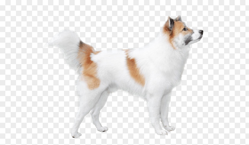 Rare Breed Dog Akita Cartoon PNG