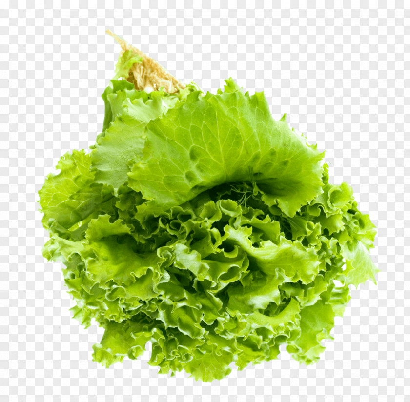 Salad Lettuce Leaf Vegetable Vegetarian Cuisine PNG