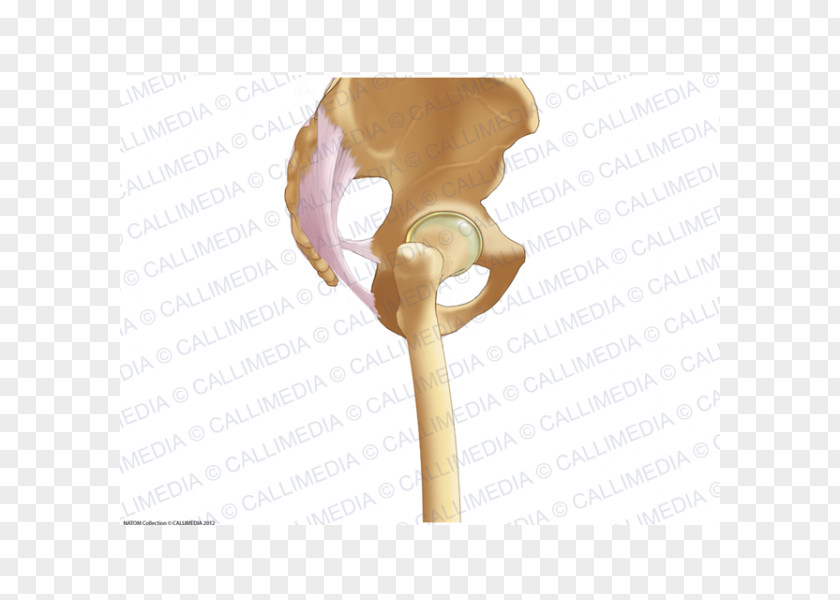 Anatomi Pelvis Anatomy Bone Ligament Sacrum PNG