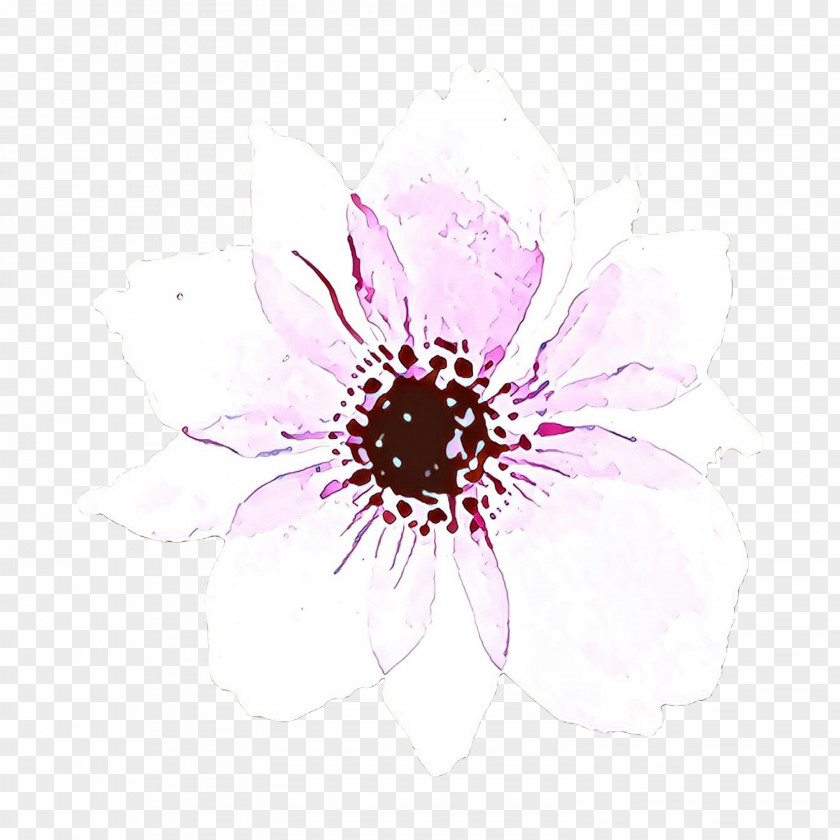 Anemone African Daisy Pink Flower Cartoon PNG