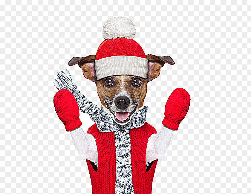 Christmas Puppy Jack Russell Terrier Winter Stock Photography Royalty-free PNG