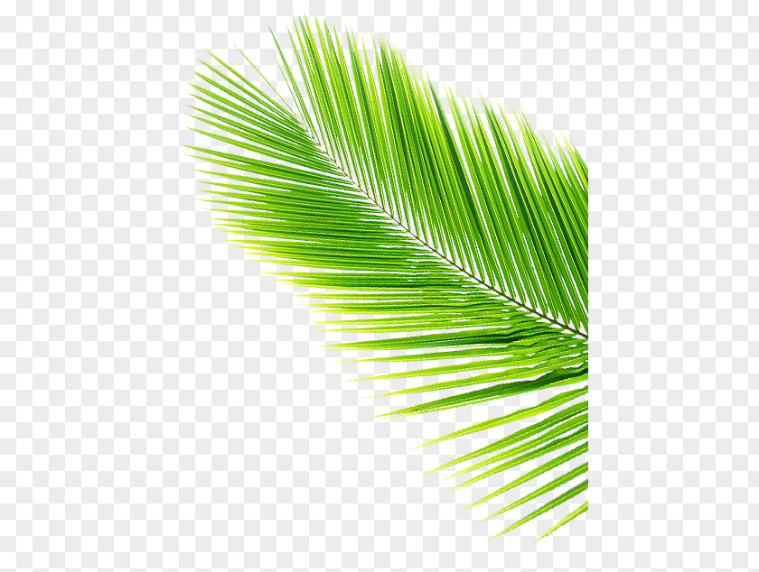 Cocunt Asian Palmyra Palm Leaf Coconut Arecaceae PNG