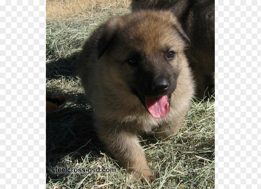 German Shepherd Puppies Kunming Wolfdog Norwegian Elkhound King Rare Breed (dog) Dog PNG