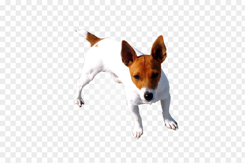 Jack Russell Dog Breed Miniature Fox Terrier Toy Rat Tenterfield PNG
