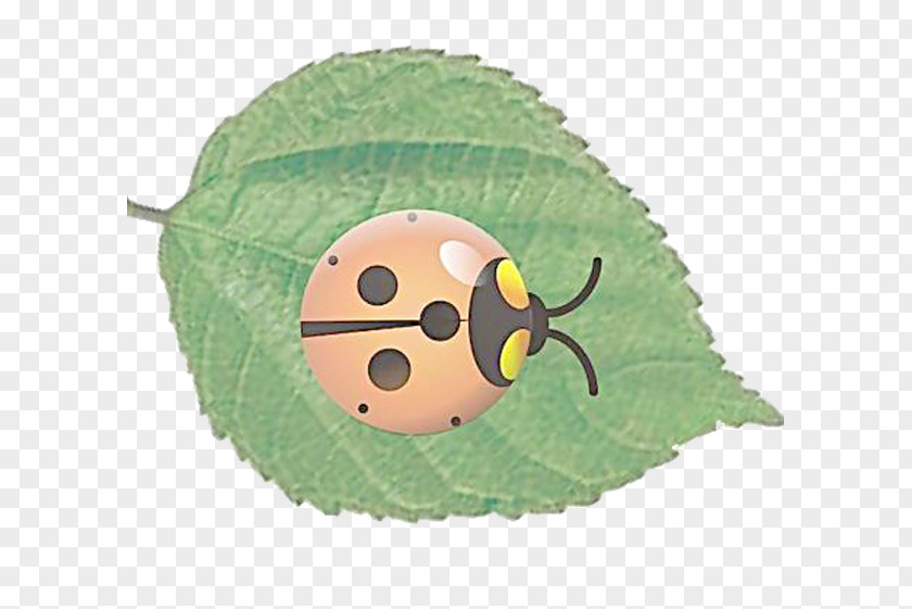 Ladybug Picture Ladybird Insect PNG