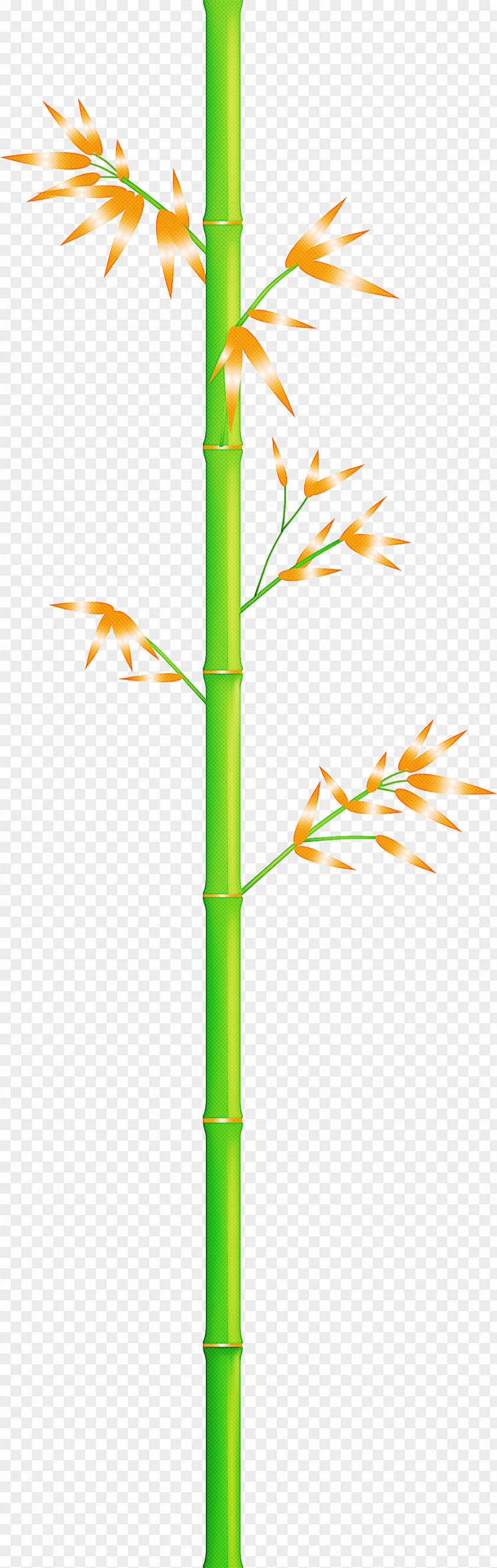 Bamboo Leaf PNG