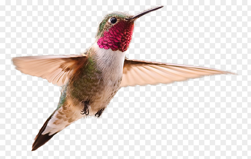 Bird Broad-tailed Hummingbird Clip Art PNG