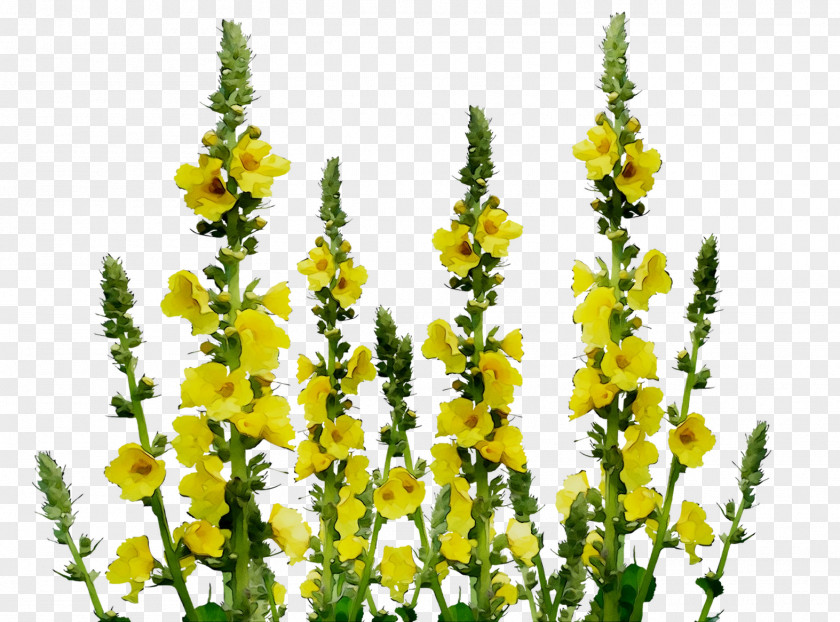 Flowering Plant Mullein Plants PNG