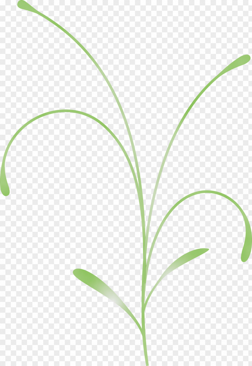 Leaf Grass Plant Flower Family PNG