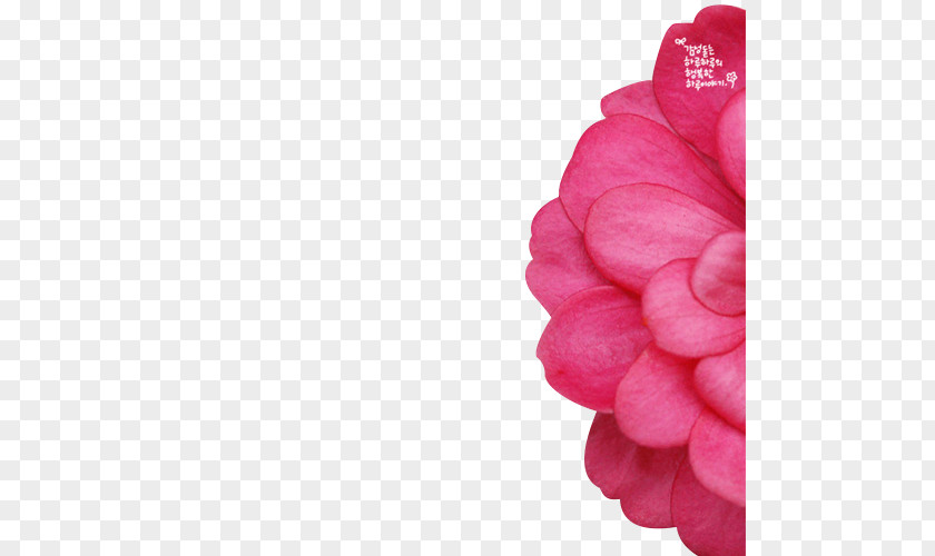 Red Romantic Dream Petal Material Telephone Flower Software PNG