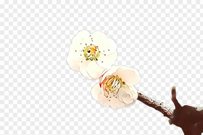 Blossom Plant Flower PNG