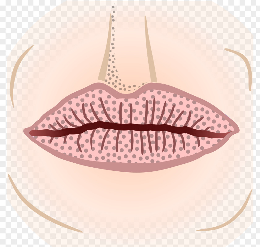 Face Mouth Lip PNG
