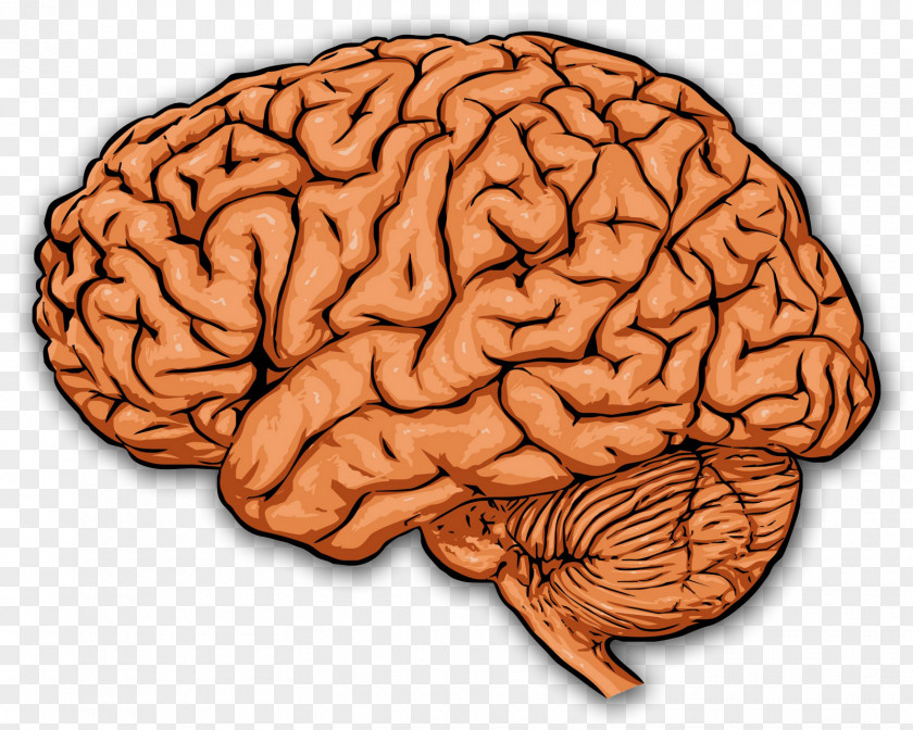 Human The Prefrontal Cortex Brain Cerebral PNG