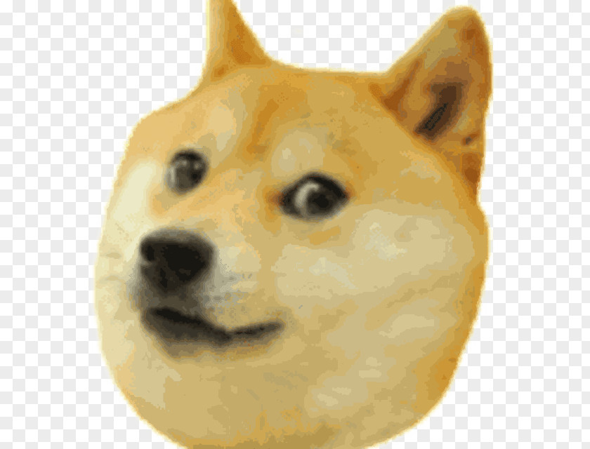 Shiba Inu Doge Run Hokkaido Dog PNG