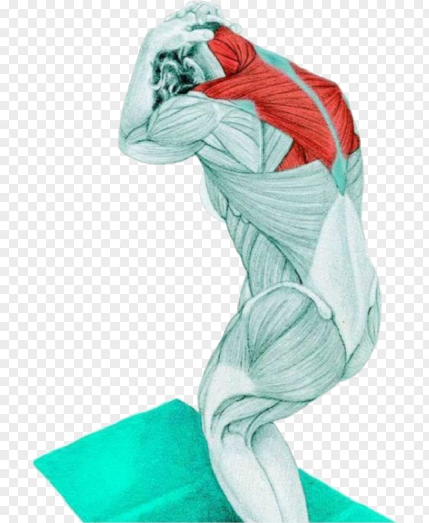 Stretching Neck Trapezius Muscle Exercise PNG