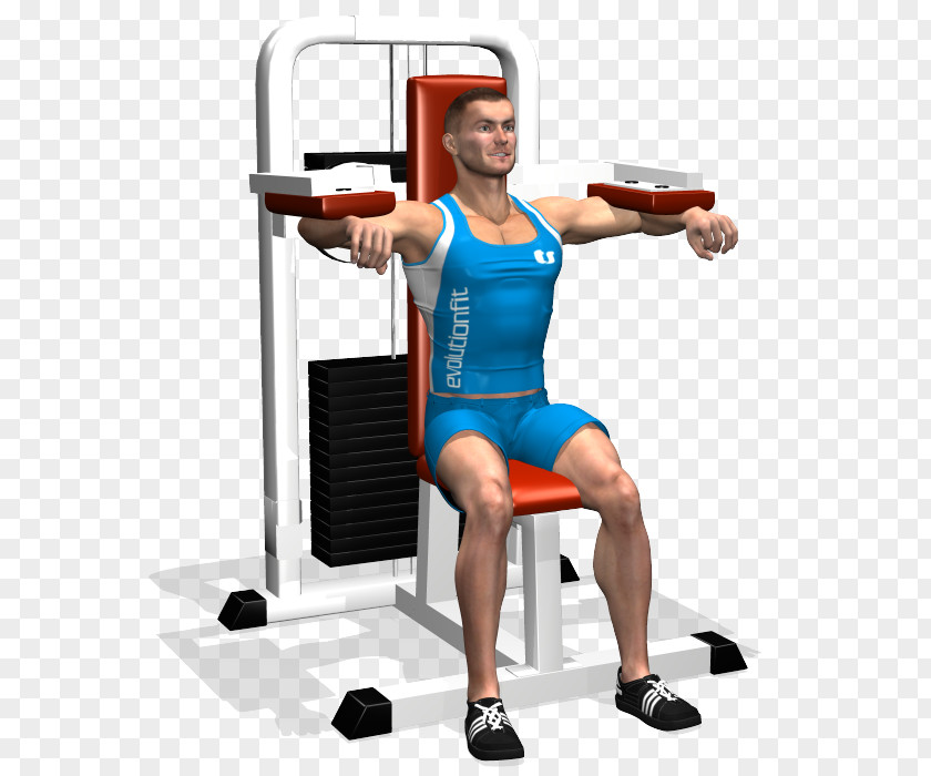 Weight Training Deltoid Muscle Shoulder Leg Extension PNG training muscle extension, fly clipart PNG