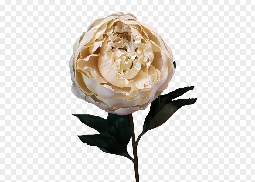 White Peony Bark Garden Roses Cut Flowers Artificial Flower Centifolia PNG
