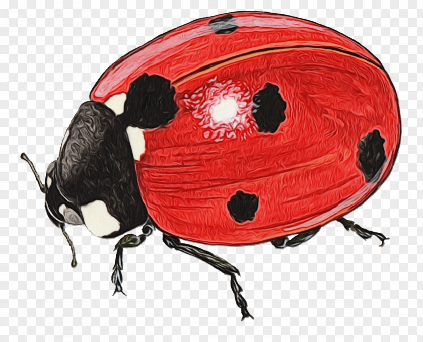 Bicycle Helmets Lady Bird PNG
