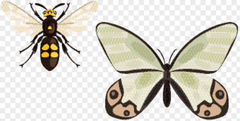 Emperor Moths Papilio Tiger Cartoon PNG