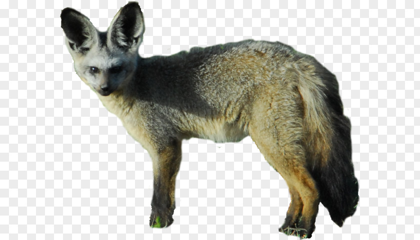 Fox Bat-eared Kit Gray Jackal PNG