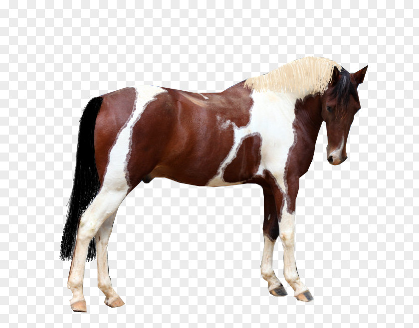 Mustang Mare Stallion Rein Colt PNG