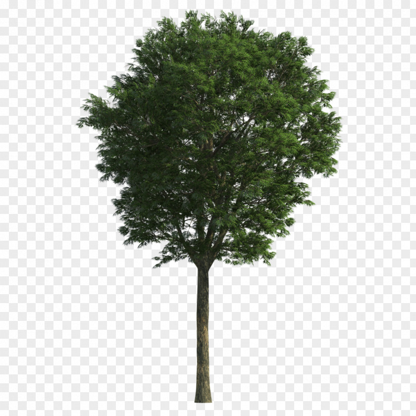 Tree Branch Oak PNG