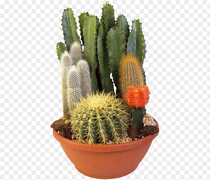 Triangle Cactus Cactaceae Prickly Pear Flowerpot PNG