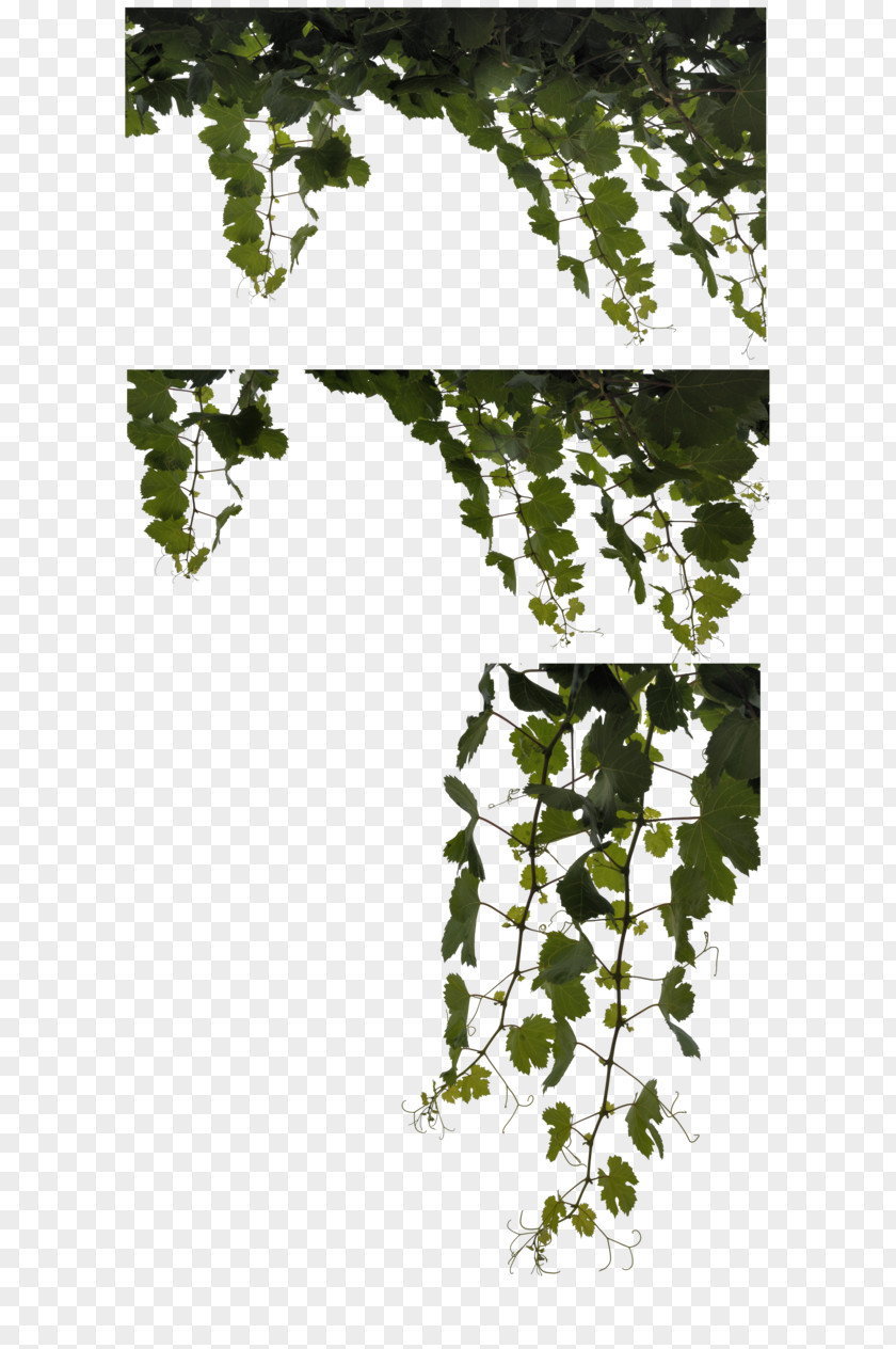 Vine Leaves Leaf Plant Clip Art PNG