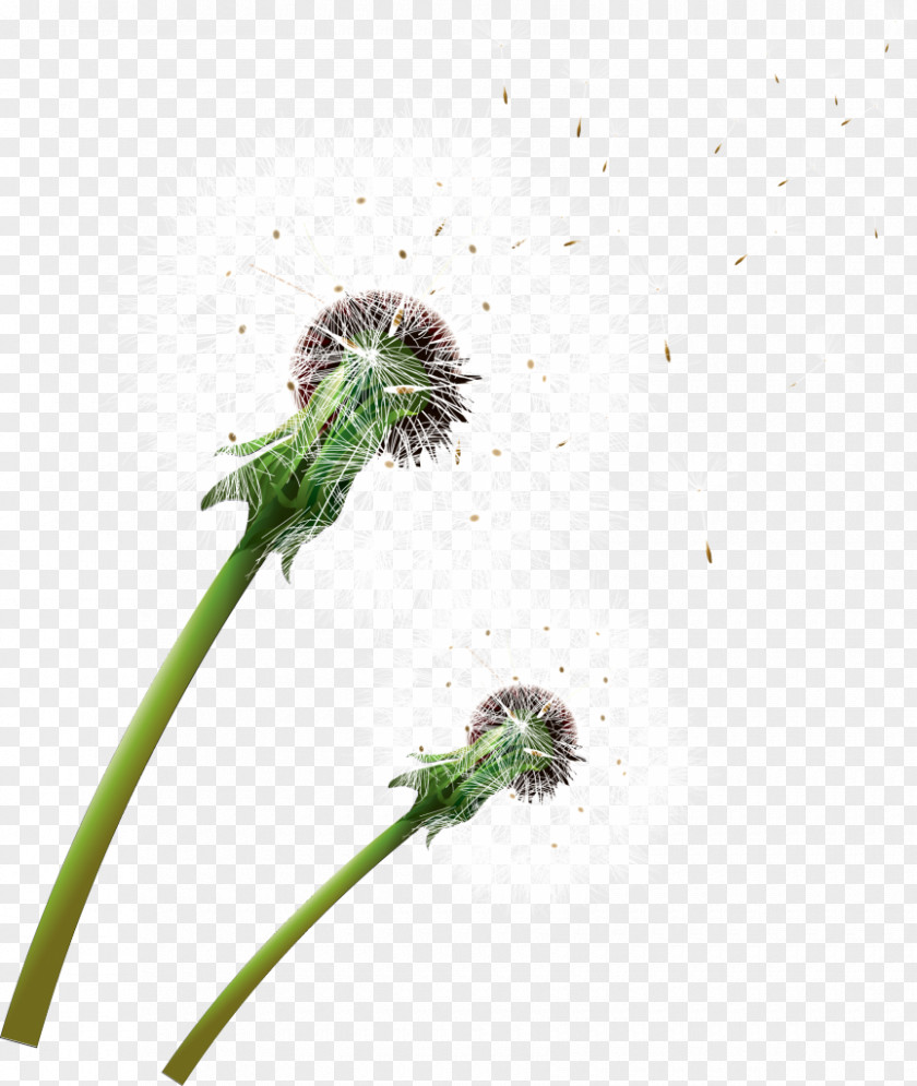 ОДУВАНЧИК Common Dandelion Plant Stem Leaf Flower PNG