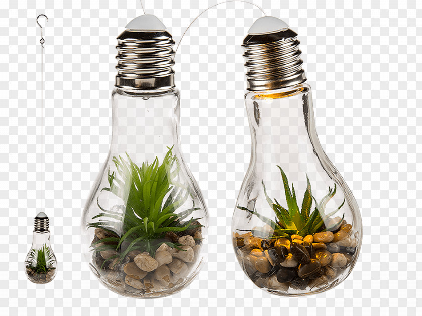 Home Decoration Incandescent Light Bulb LED Lamp Succulent Plant PNG