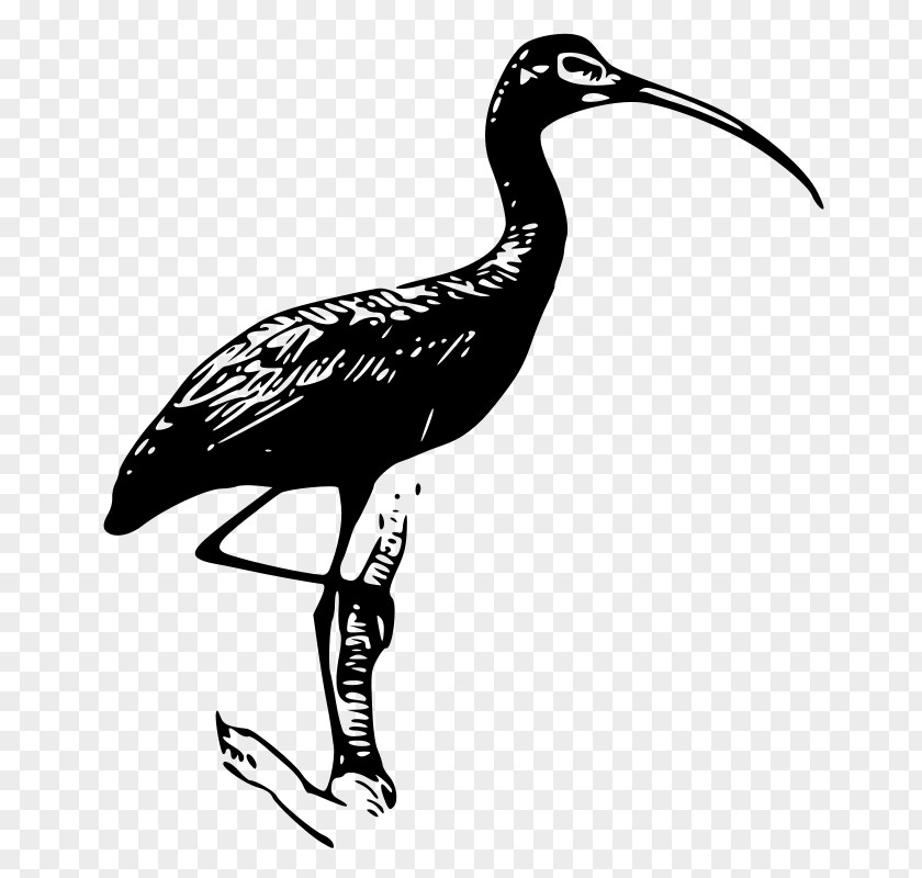 Quail Cliparts Ibis Clip Art PNG