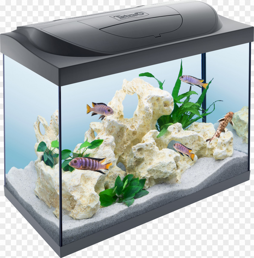 Aquarium Pictures For Drawing Reef Tetra Keeping Goldfish PNG