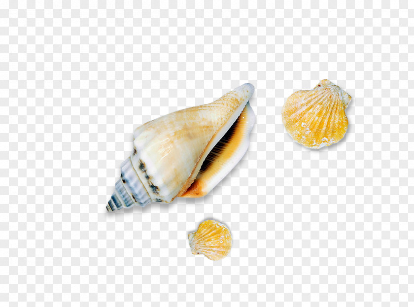 Conch Seashell Sea Snail PNG
