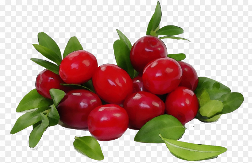 Flowering Plant Flower Natural Foods Fruit Berry Lingonberry PNG