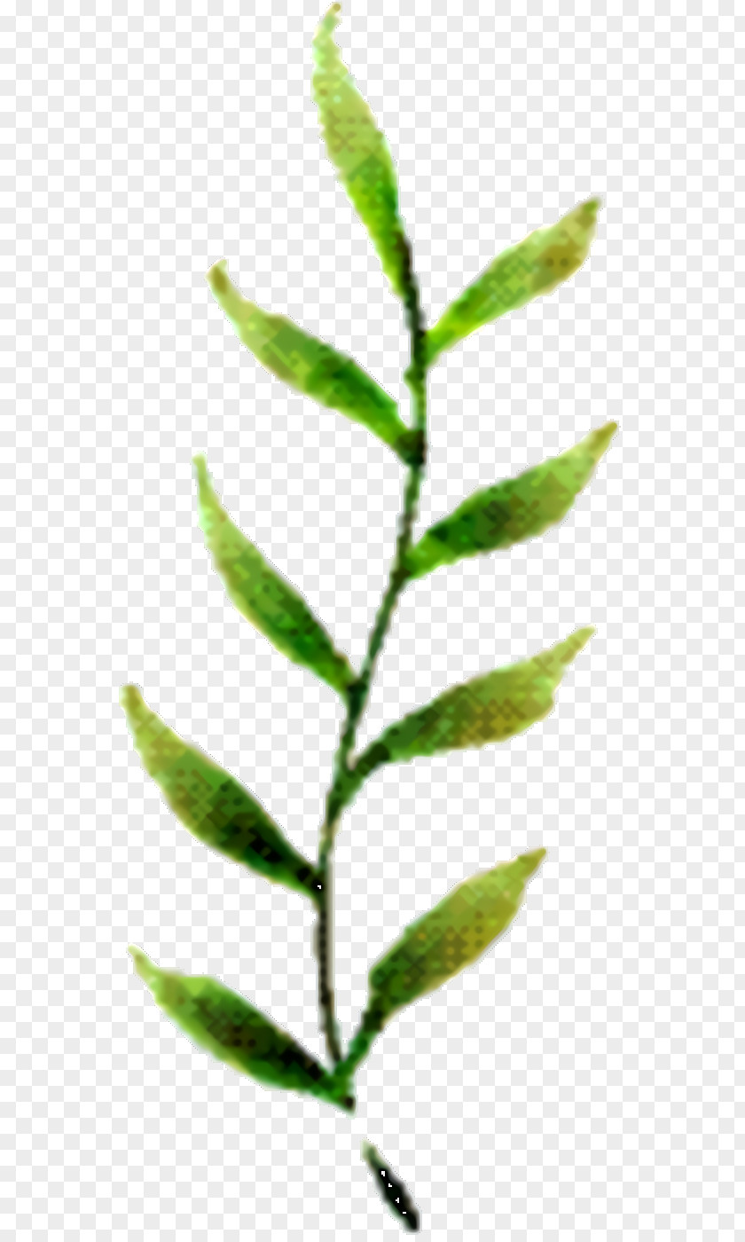 Herbaceous Plant Twig Tree Cartoon PNG