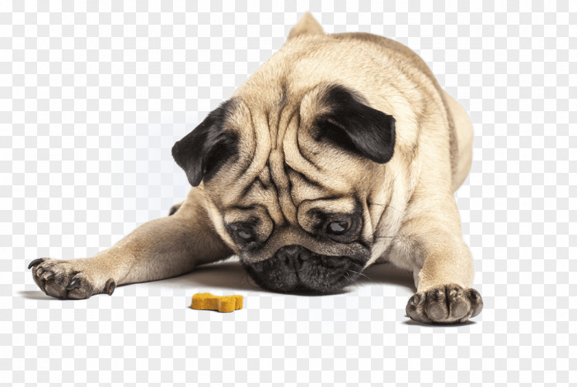 Puppy Pug Dog Training Pet Sitting Biscuit PNG