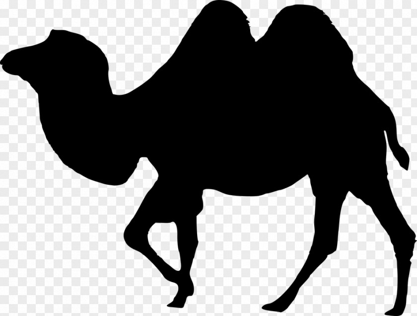 B2 Silhouette Camel Vector Graphics Rajasthan Clip Art PNG