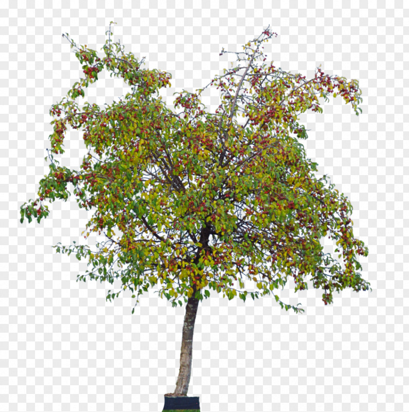 Cherry Tree Woody Plant Shrub Oleander PNG