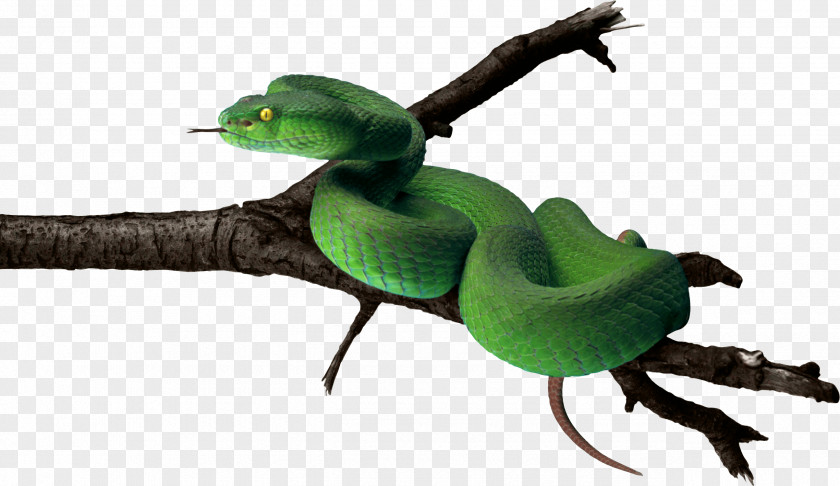 Green Snake Image Anaconda PNG