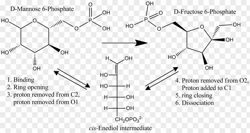 Isomerization Mannose Phosphate Isomerase 6-phosphate Glucose-6-phosphate PNG