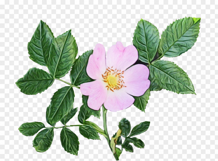 Rosa Palustris Cinquefoil Pink Flower Cartoon PNG