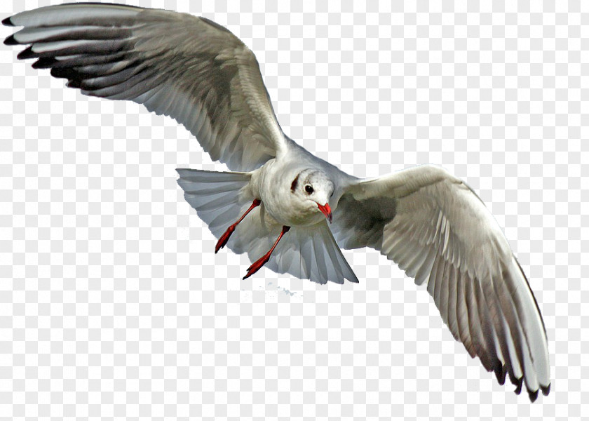 Bird Flying tree Gulls Bald Eagle Pelican PNG