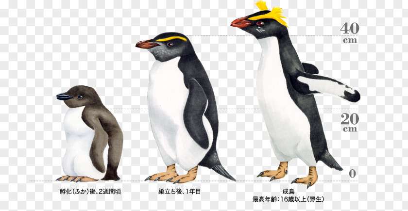 Galapagos Penguin King Snares Fiordland PNG