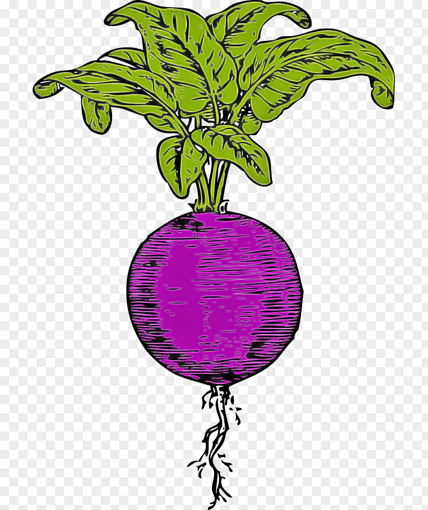 Salad PNG