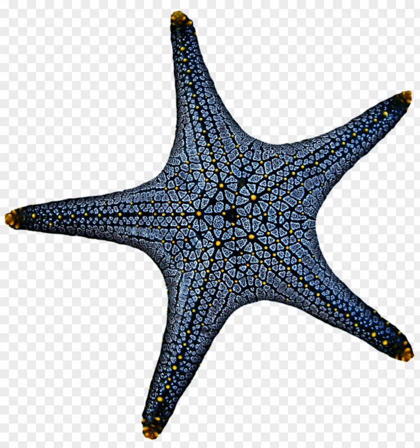 Starfish Linckia Laevigata Marine Invertebrates Echinoderm PNG