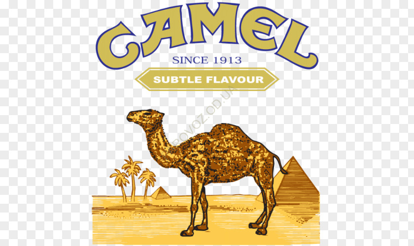 Camel Bactrian Dromedary Logo PNG