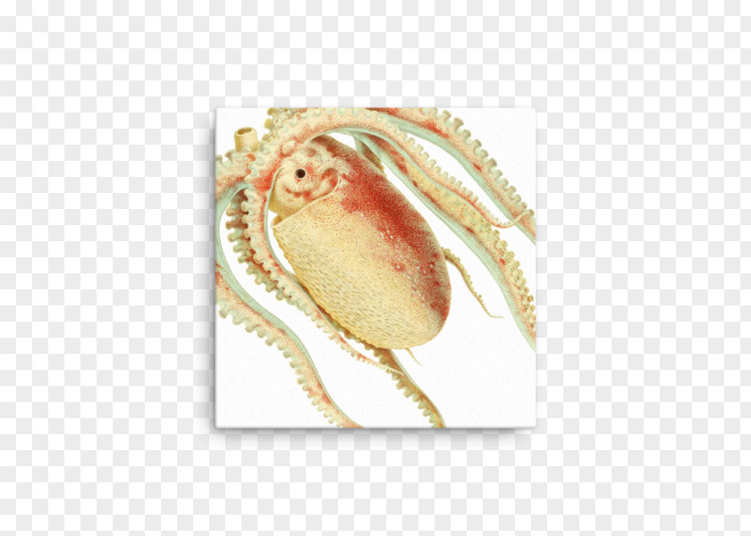 Crab Dungeness Forio Giclée PNG