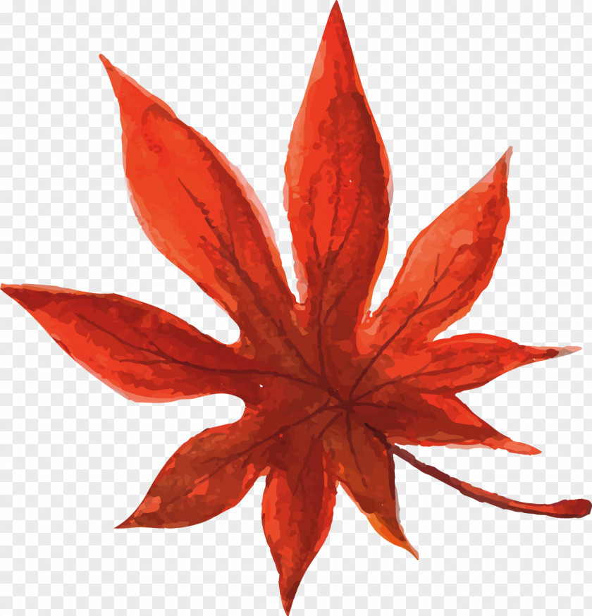 Hand-painted Watercolor Yellow Maple Leaves Cannabis Smoking Illustration PNG