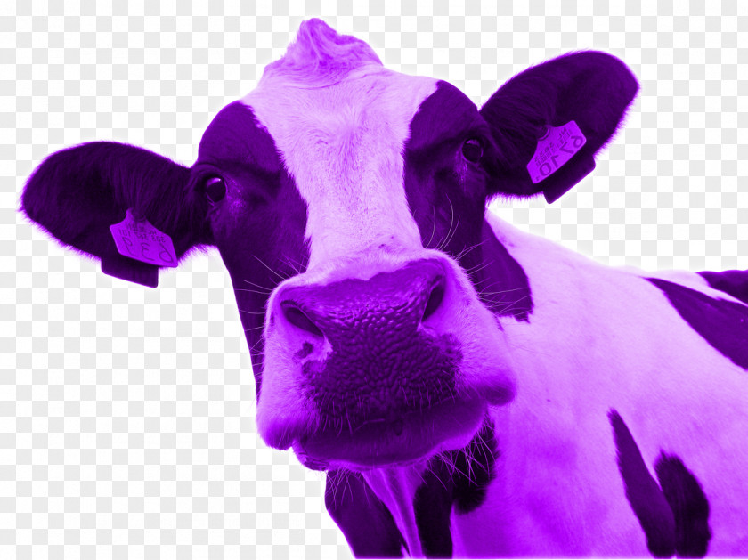 Purple Cow Cliparts Cattle Cow: Transform Your Business By Being Remarkable Blue Ocean Strategy La Vaca Pxfarpura: Diferxe9nciate Para Transformar Tu Negocio Marketing PNG
